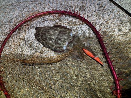 姫路春エギング｜夕マヅメにキロアップゲット！