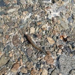 渋すぎるキス!!