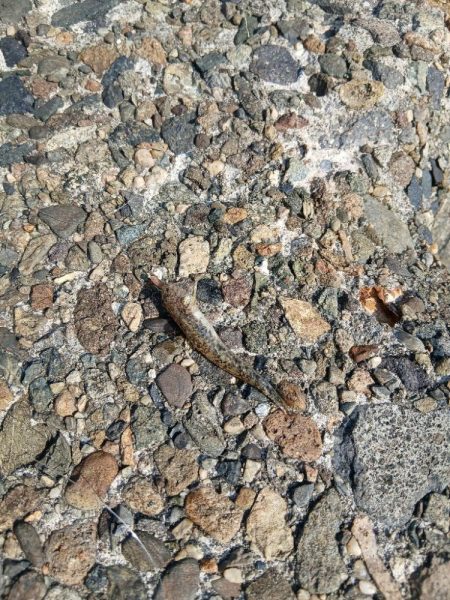 渋すぎるキス!!