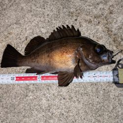 梅雨直前メバリング