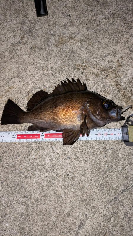 梅雨直前メバリング