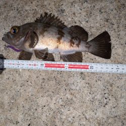 梅雨入りメバリング