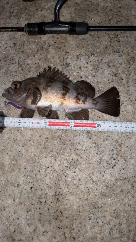 梅雨入りメバリング