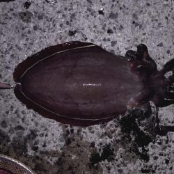 アオリは不在。