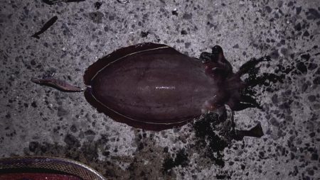 アオリは不在。