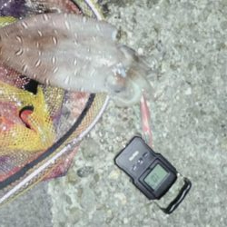 アオリは不在2。