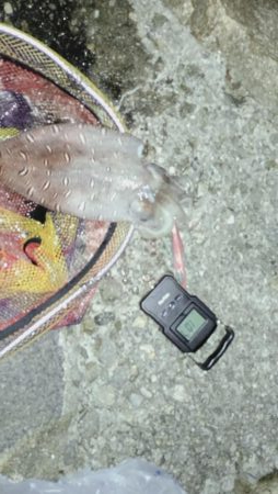 アオリは不在2。