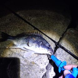 久々のチニング