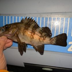 エギングとライトゲーム