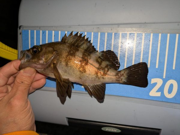 エギングとライトゲーム