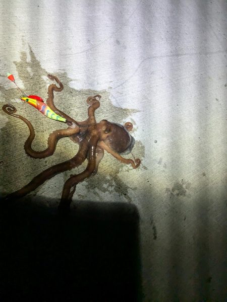 【初投稿】〜タコ始めました〜