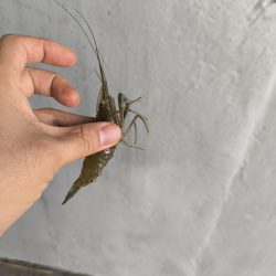 手長エビ初チャレンジ