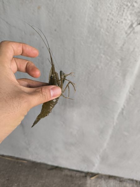 手長エビ初チャレンジ