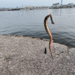 納涼アナゴ釣り