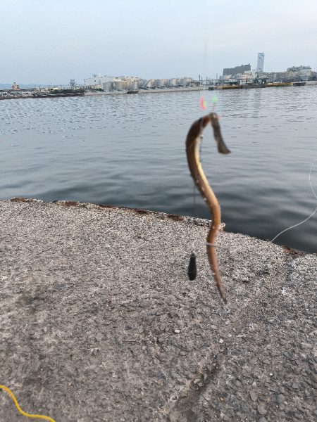 納涼アナゴ釣り