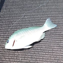 金魚かと思った笑