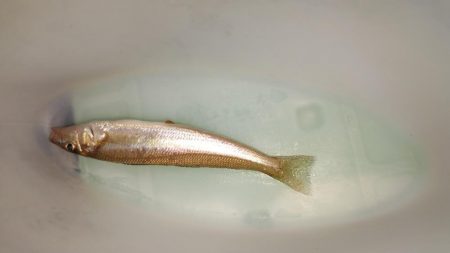 1時間、１ギスタ