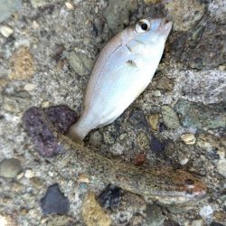 今年はダメ・・・なのか?