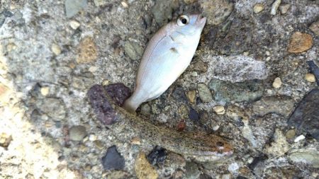 今年はダメ・・・なのか?