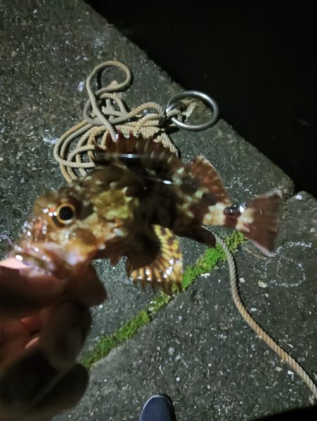 梅雨メバル狙い