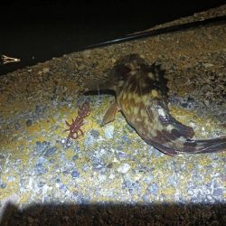 ガシラの入れ食い？でもアコウは？