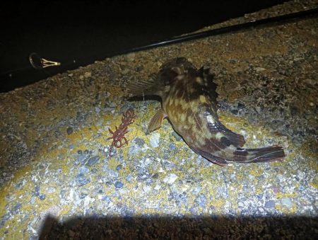 ガシラの入れ食い？でもアコウは？