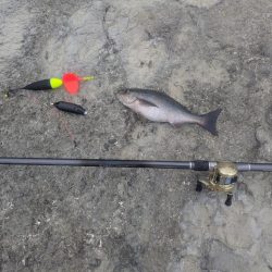 早朝の好釣果！良型イサキを求めて磯へ