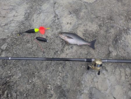 早朝の好釣果！良型イサキを求めて磯へ