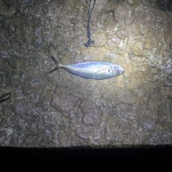 短時間でイサキとアジをゲット！雨と風の中でのナイトフィッシング