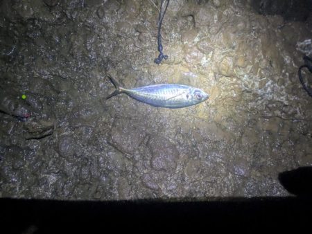 短時間でイサキとアジをゲット！雨と風の中でのナイトフィッシング