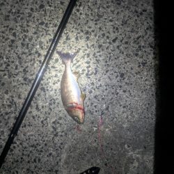 初めての漁港で良型イサキ