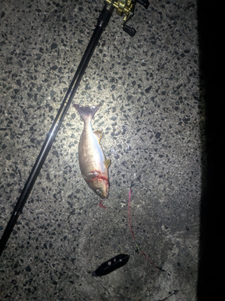 初めての漁港で良型イサキ