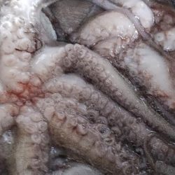 おかっぱりタコ調査