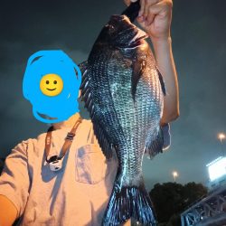 夜チヌ、シーバス