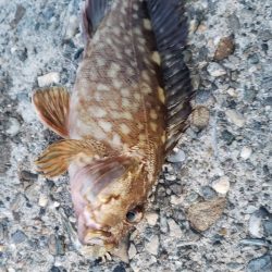 根魚探し@泉大津