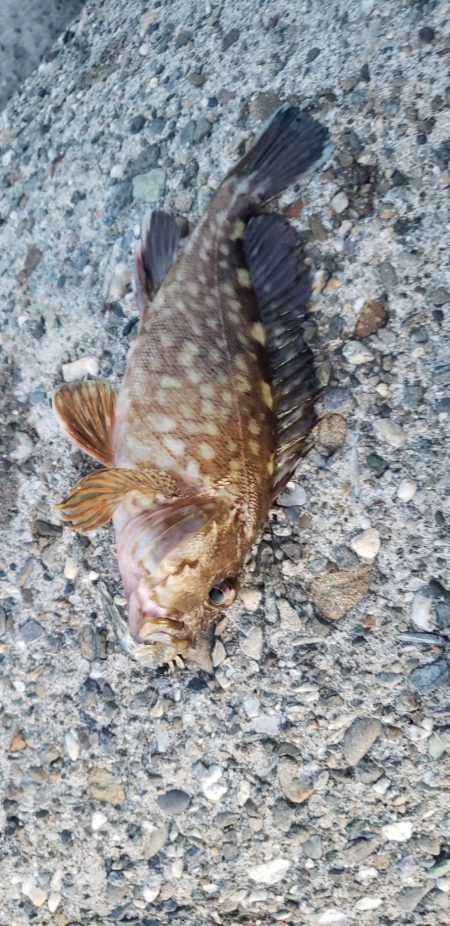 根魚探し@泉大津