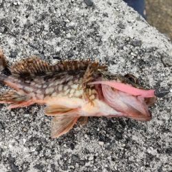 アジを探しに@広川周辺