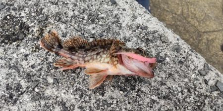 アジを探しに@広川周辺