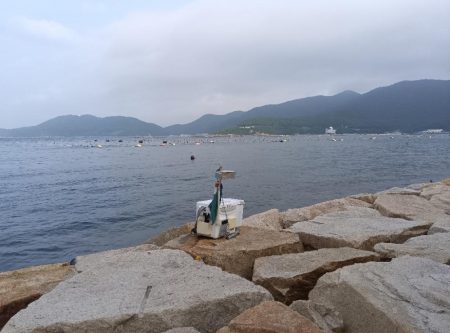 室津のキス釣り