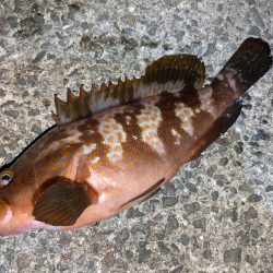 久しぶりのアコウ