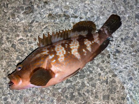 久しぶりのアコウ