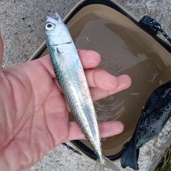 夕マズメサバサビキ