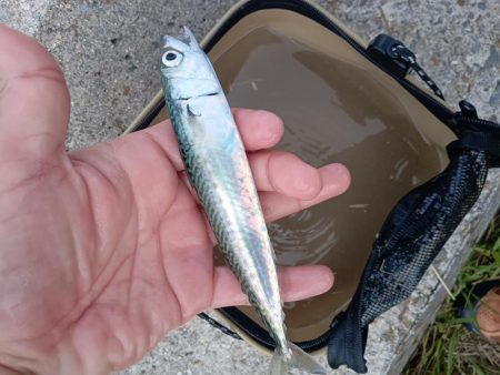 夕マズメサバサビキ