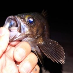 電気ウキ釣り 5