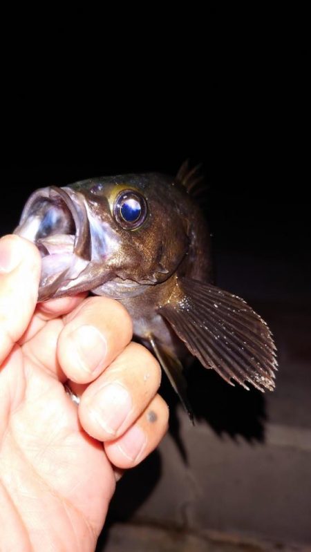 電気ウキ釣り 5