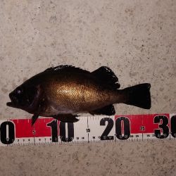 電気ウキ釣り 6