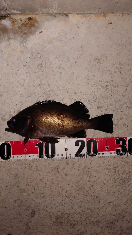 電気ウキ釣り 6