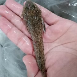 ちょい投げ淡路西側