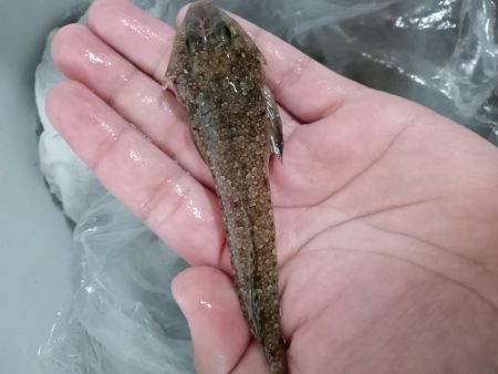 ちょい投げ淡路西側