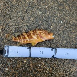 雨降りの中ロックフィッシュ